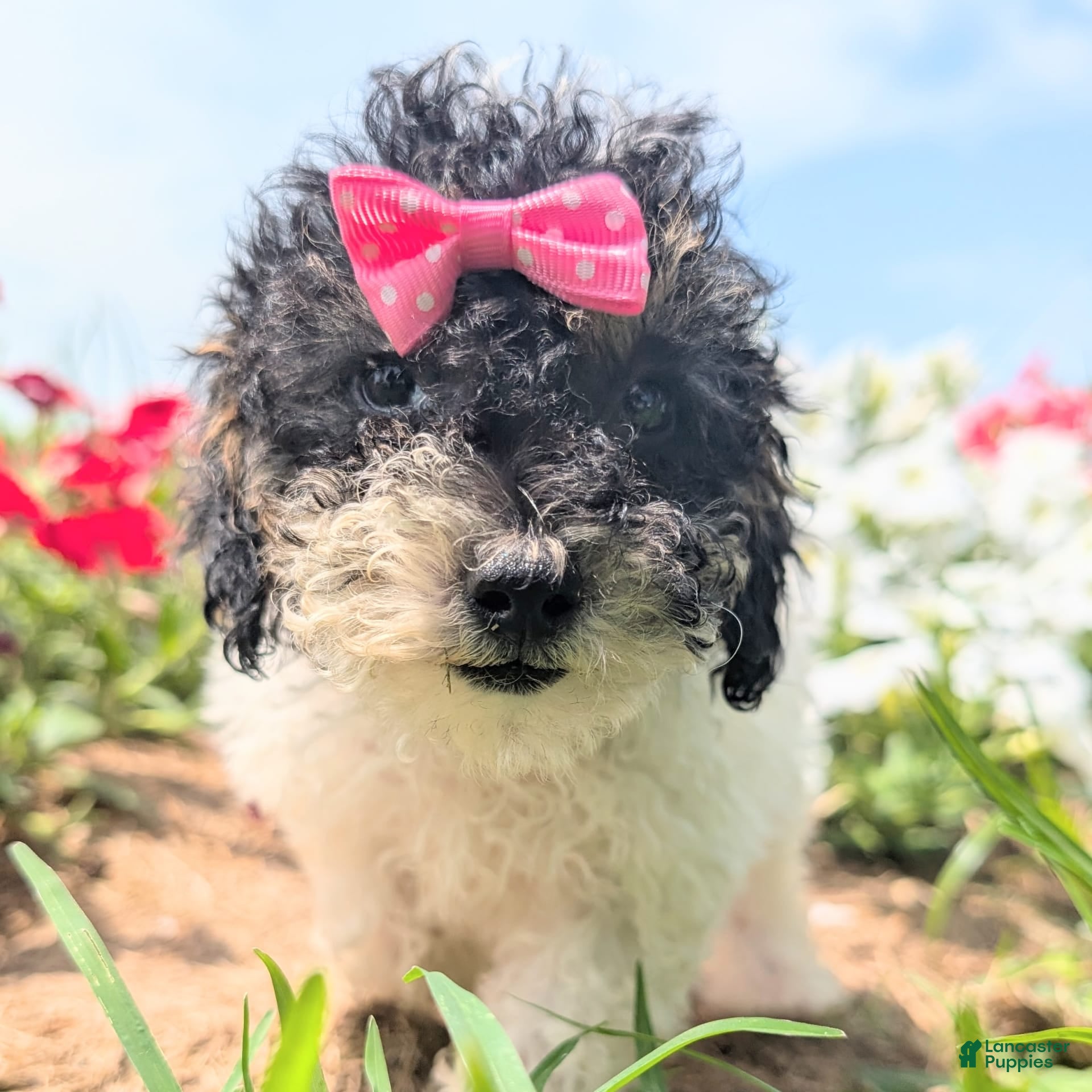 Toy Poodle dogs Sunshine - Ad 25