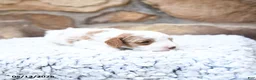 Cavapoo dogs for sale: Finn - Ad 10