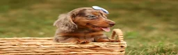 Miniature Dachshund dogs for sale: BUDDY - Ad 14