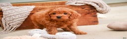 Cavapoo dogs for sale: Kash - Ad 2