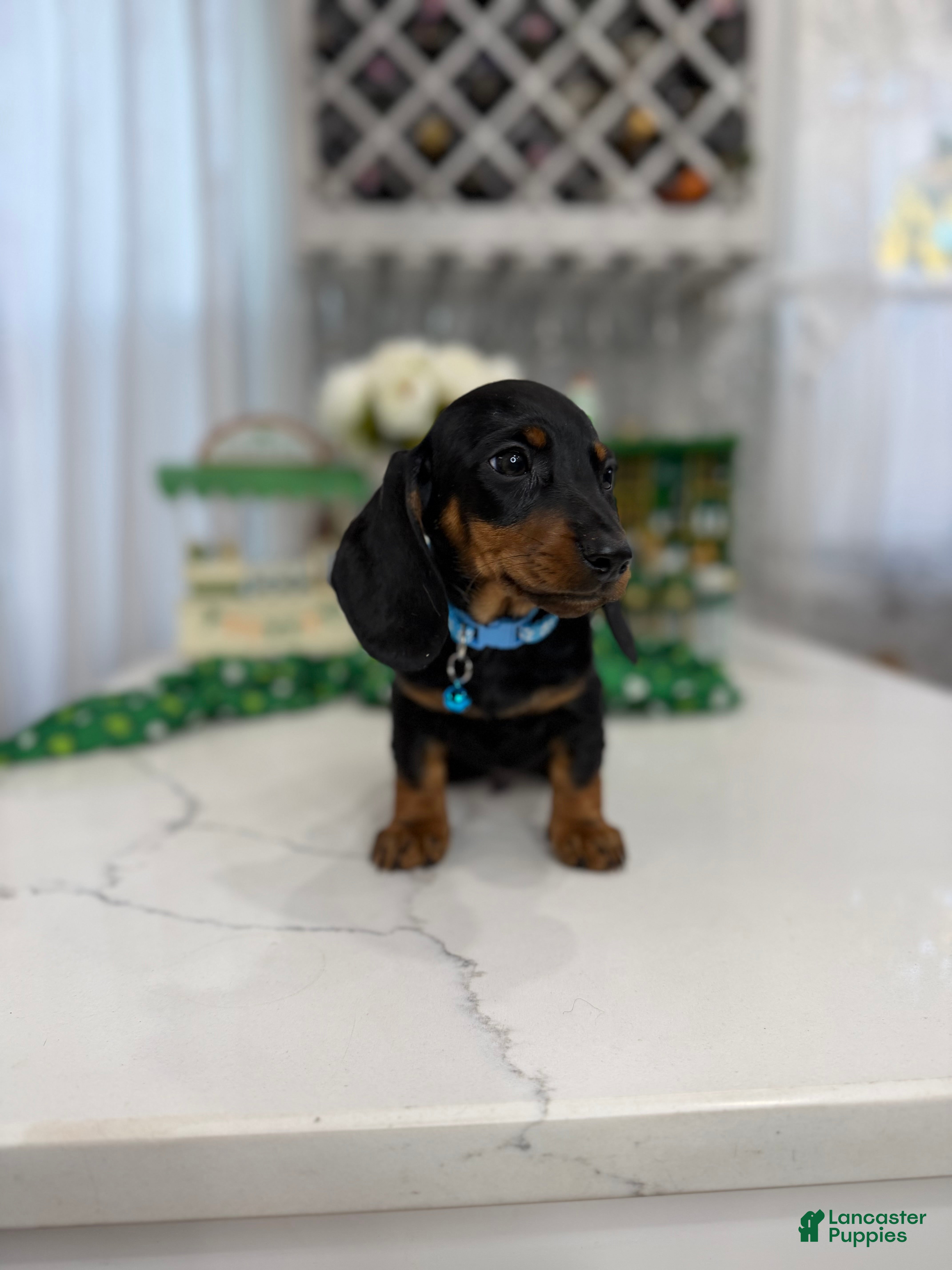 Miniature Dachshund dogs  Drake - Ad 3
