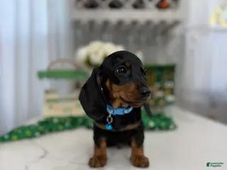 Miniature Dachshund dogs Drake - Ad 3