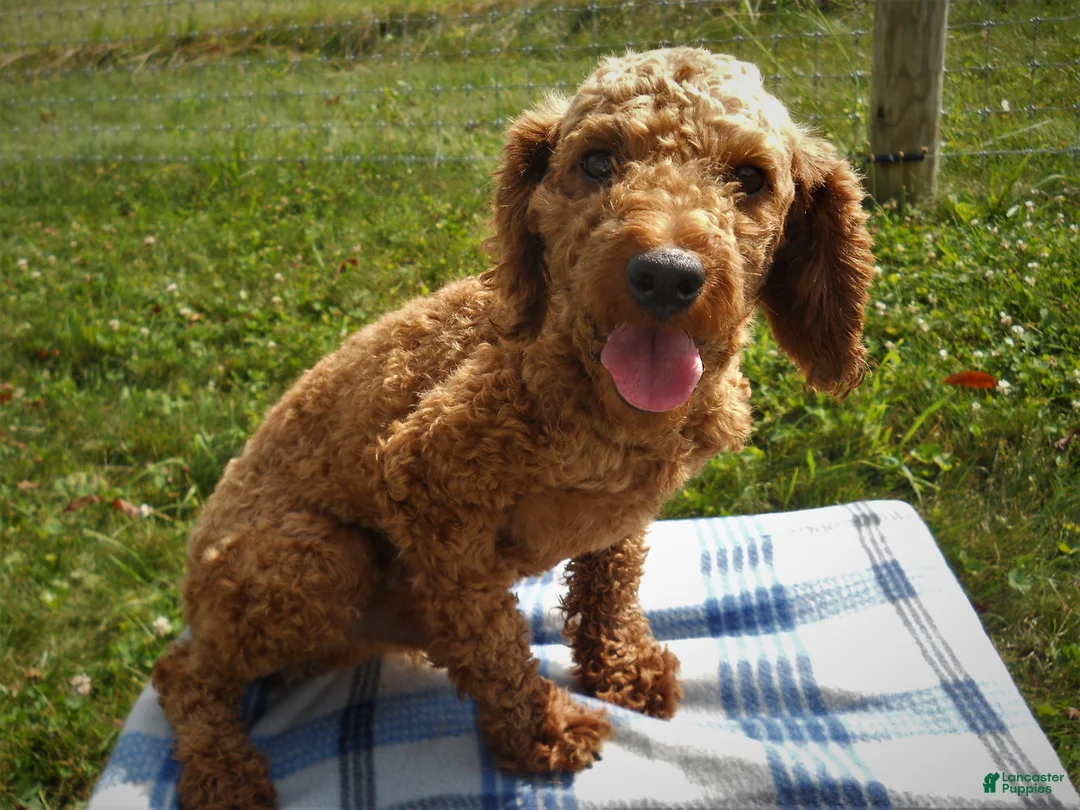 Maltipoo dogs for sale: Clark - Ad 8