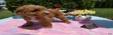 Mini Goldendoodle 4 Charman