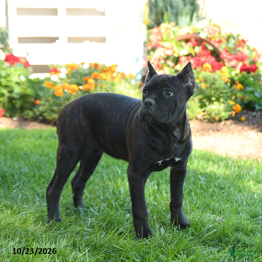 Cane Corso dogs for sale: Diamond  - Ad 2