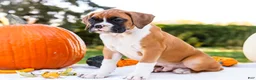 Boxer dogs for sale: Obee Boxer - Ad 3