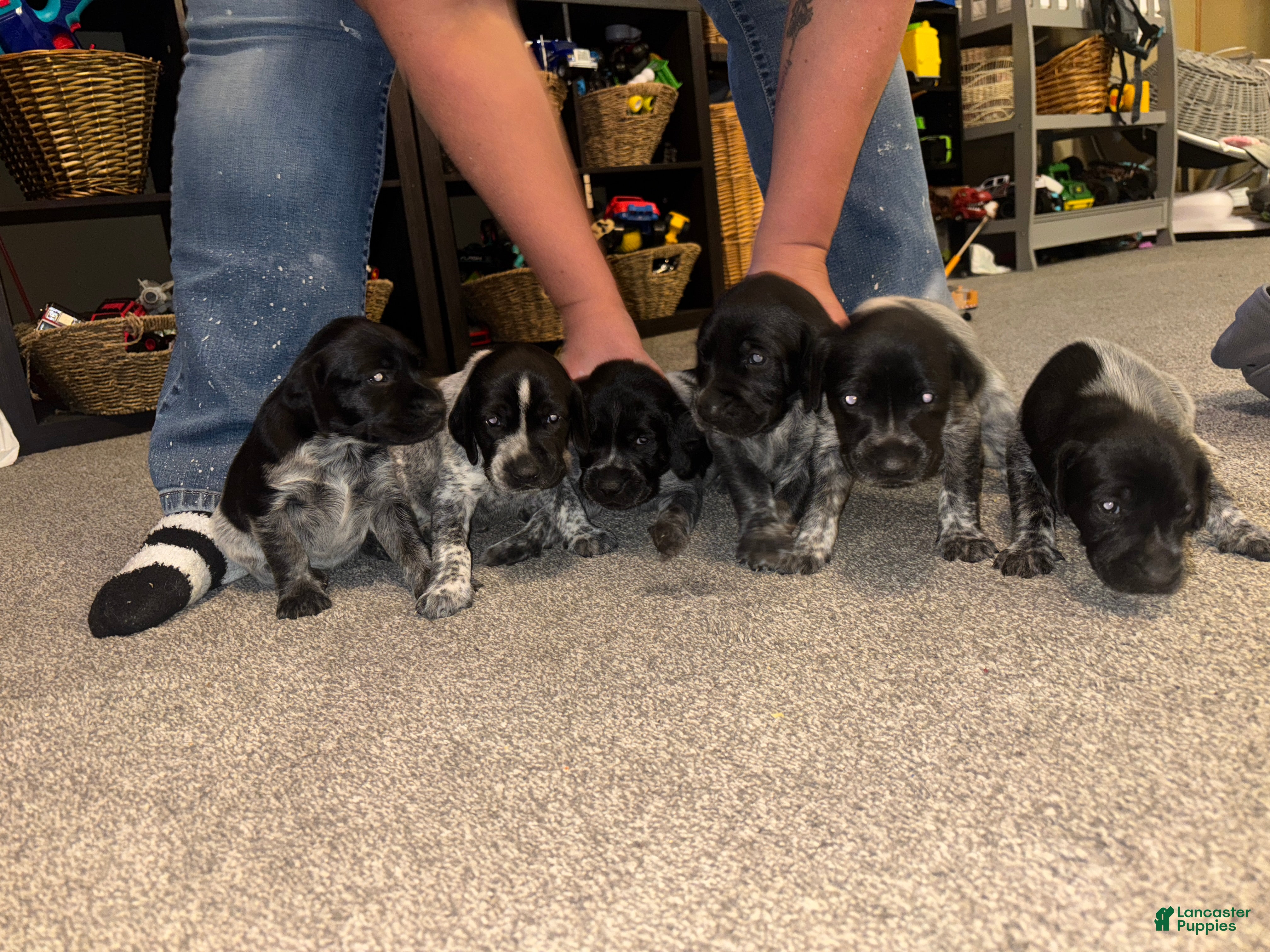 German Shorthaired Pointer dogs German Shorthaired Pointer Puppy 6 - Ad 28