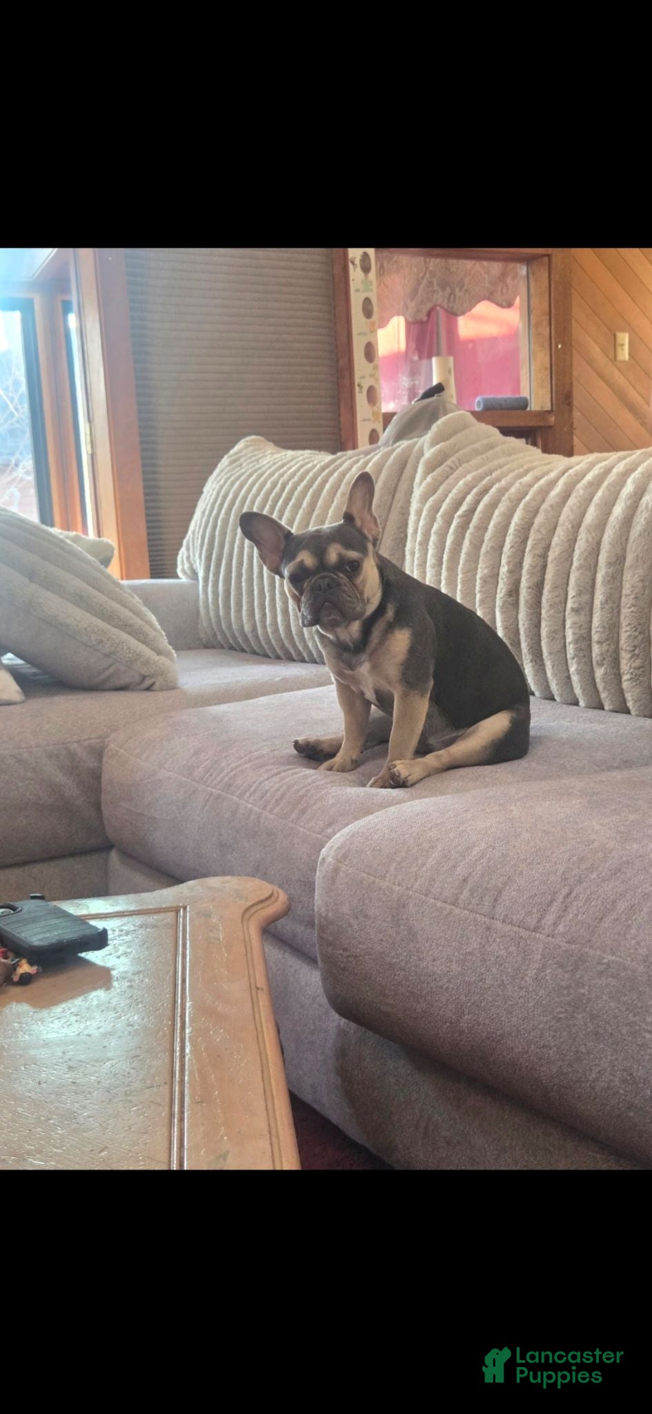 French Bulldog dogs CHOCO - Ad 2