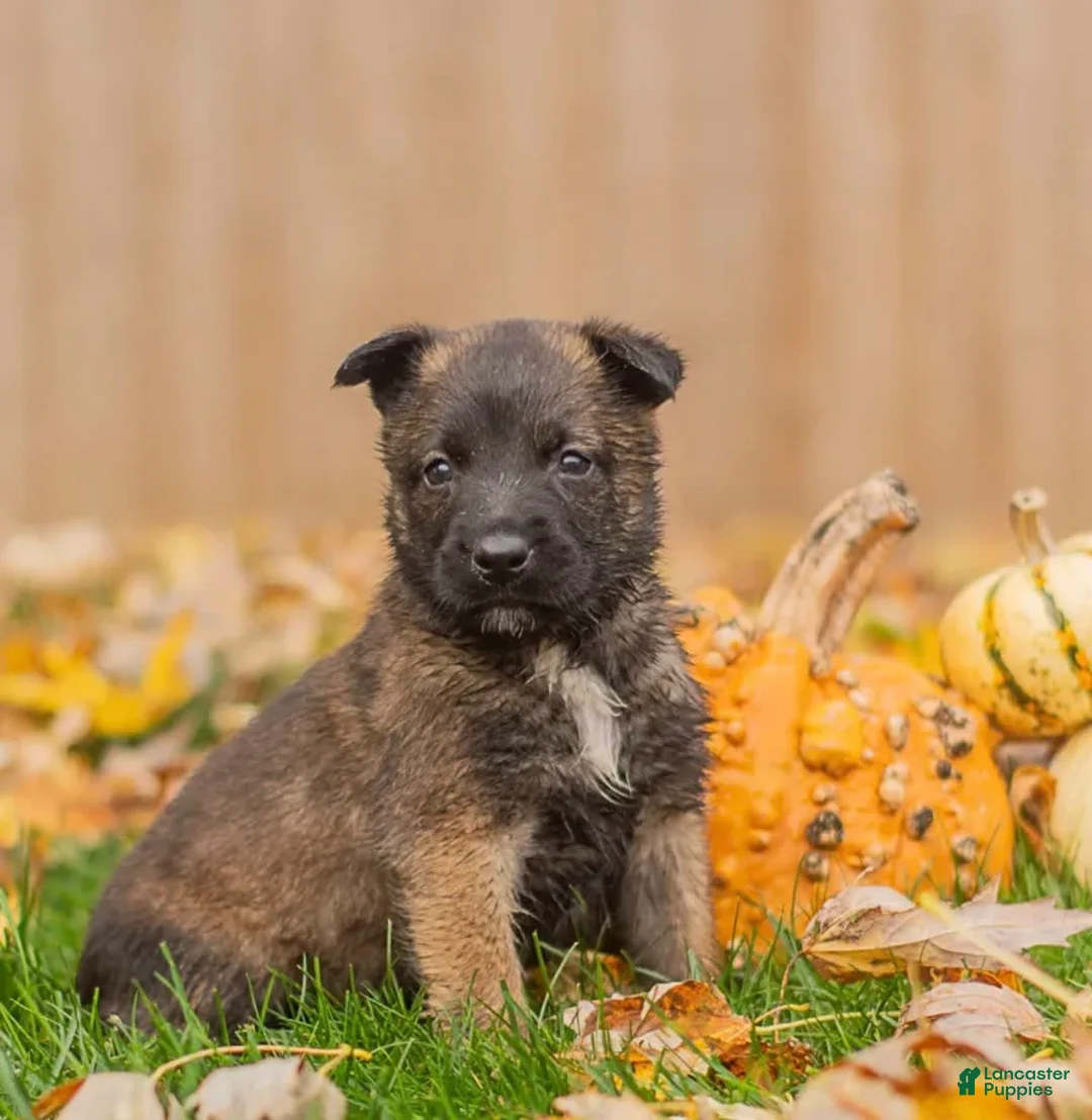 Gallery Image {{count}}