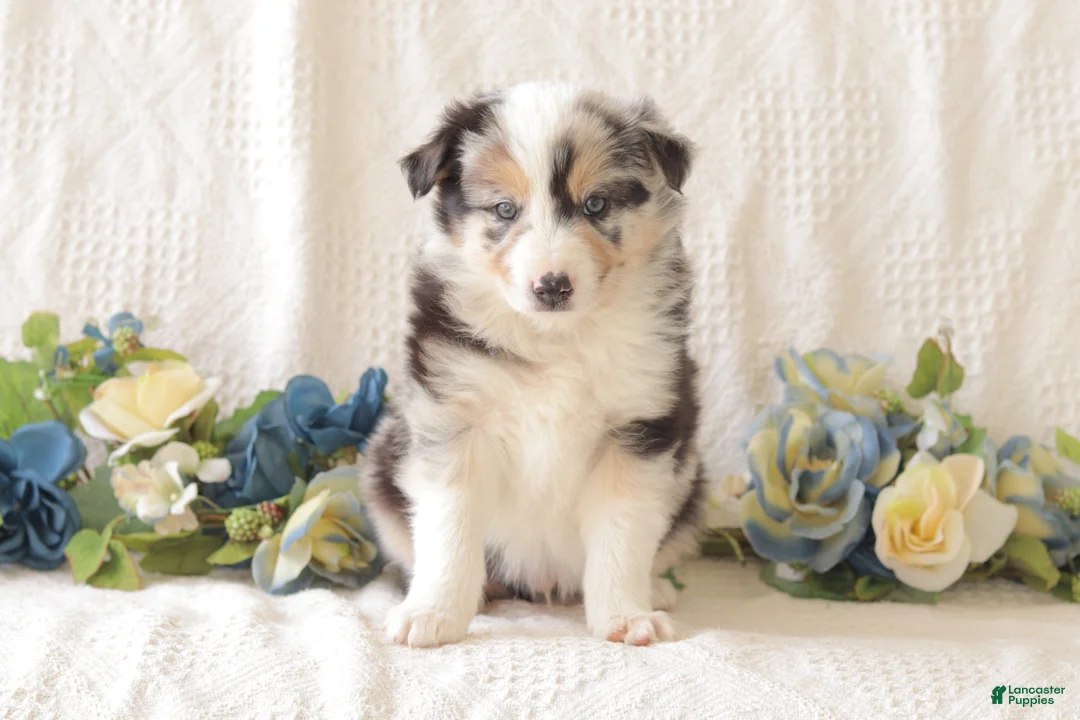 Border Collie dogs for sale: Twix - Ad 1