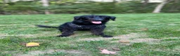 Mixed Breed dogs for sale: Niko - Ad 4