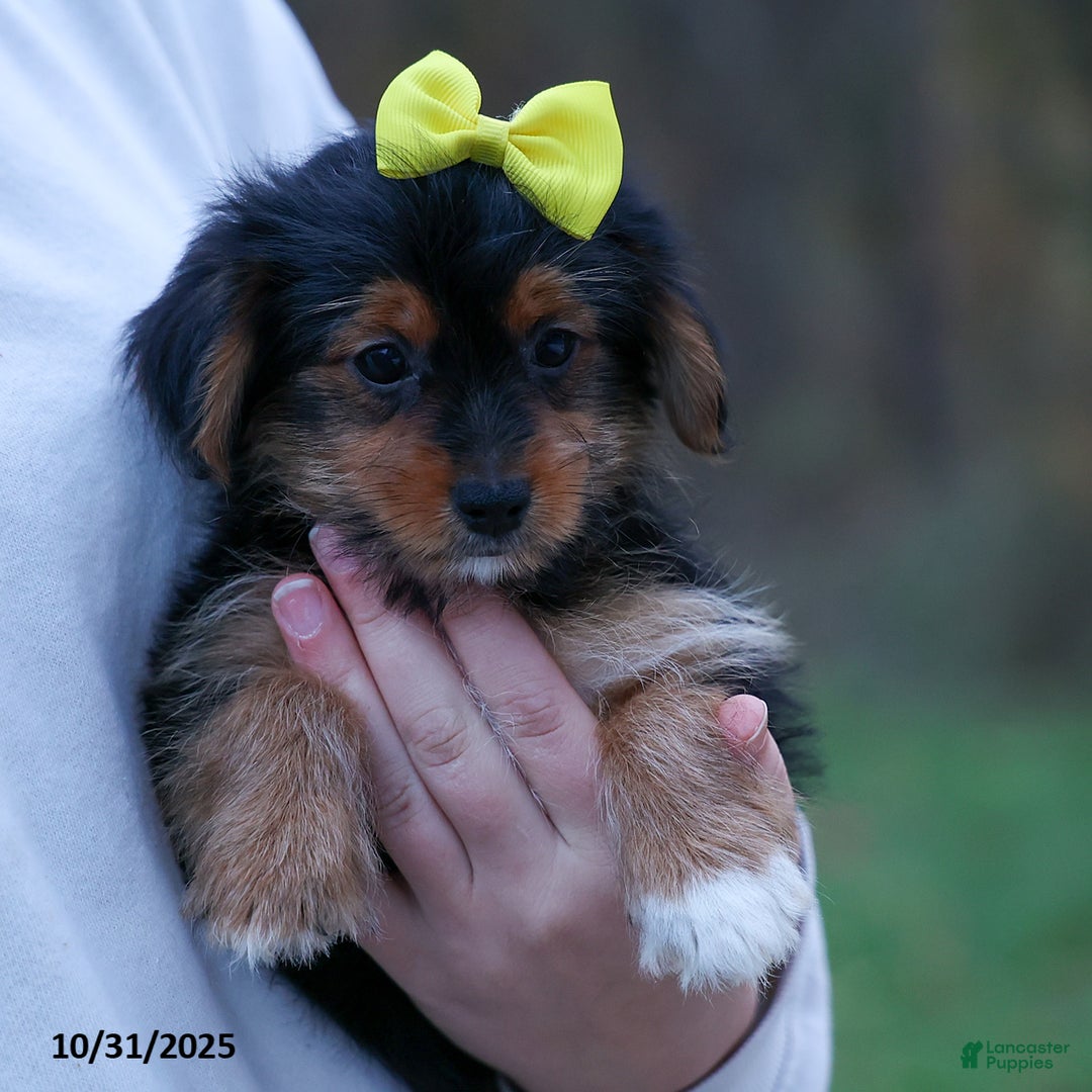 Yorkshire Terrier dogs for sale: Winston - Ad 8