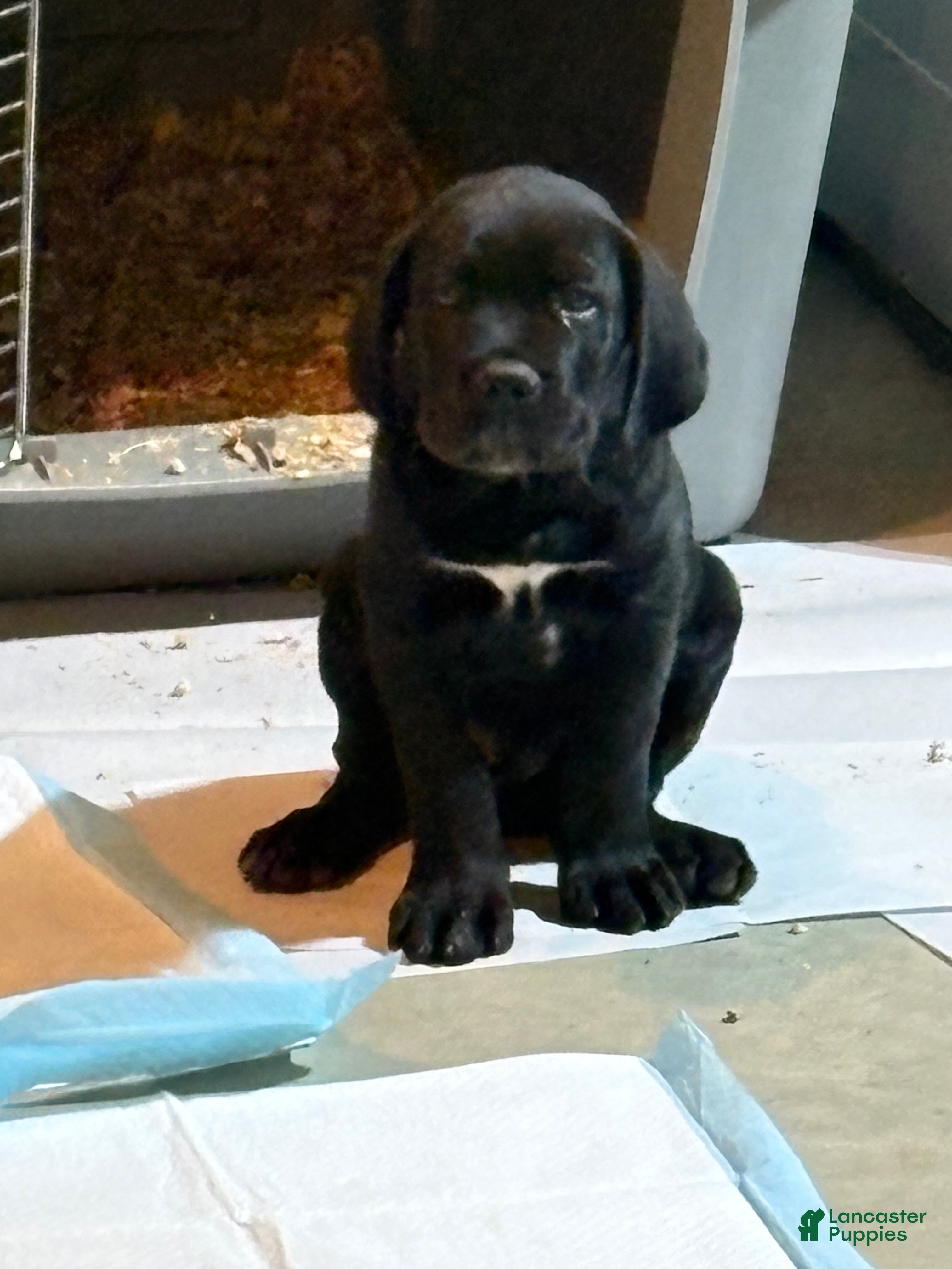 Cane Corso dogs Cane Corso 1 - Ad 2