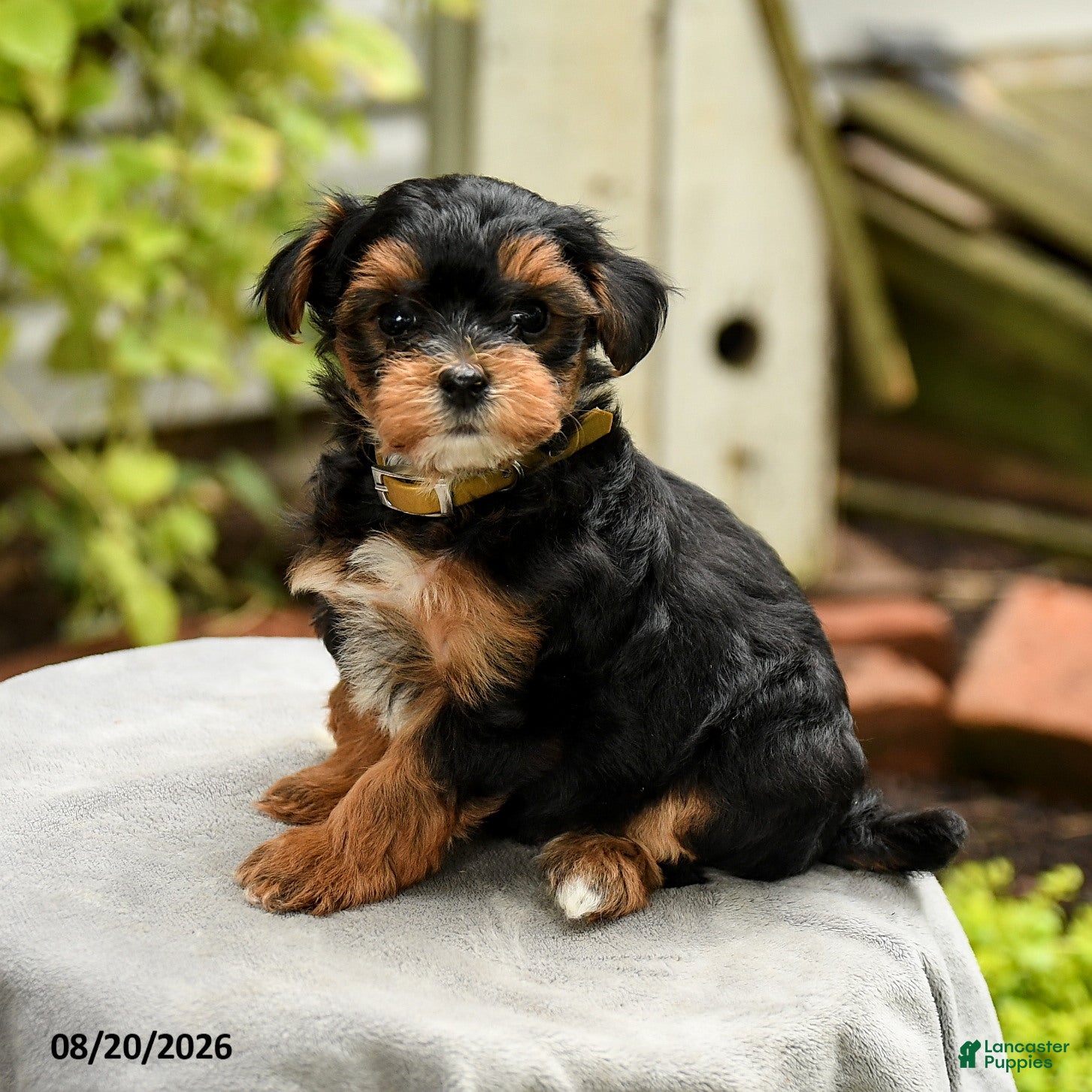 Yorkiepoo dogs Powell - Ad 1