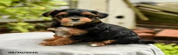 Yorkiepoo dogs for sale: Powell - Ad 1