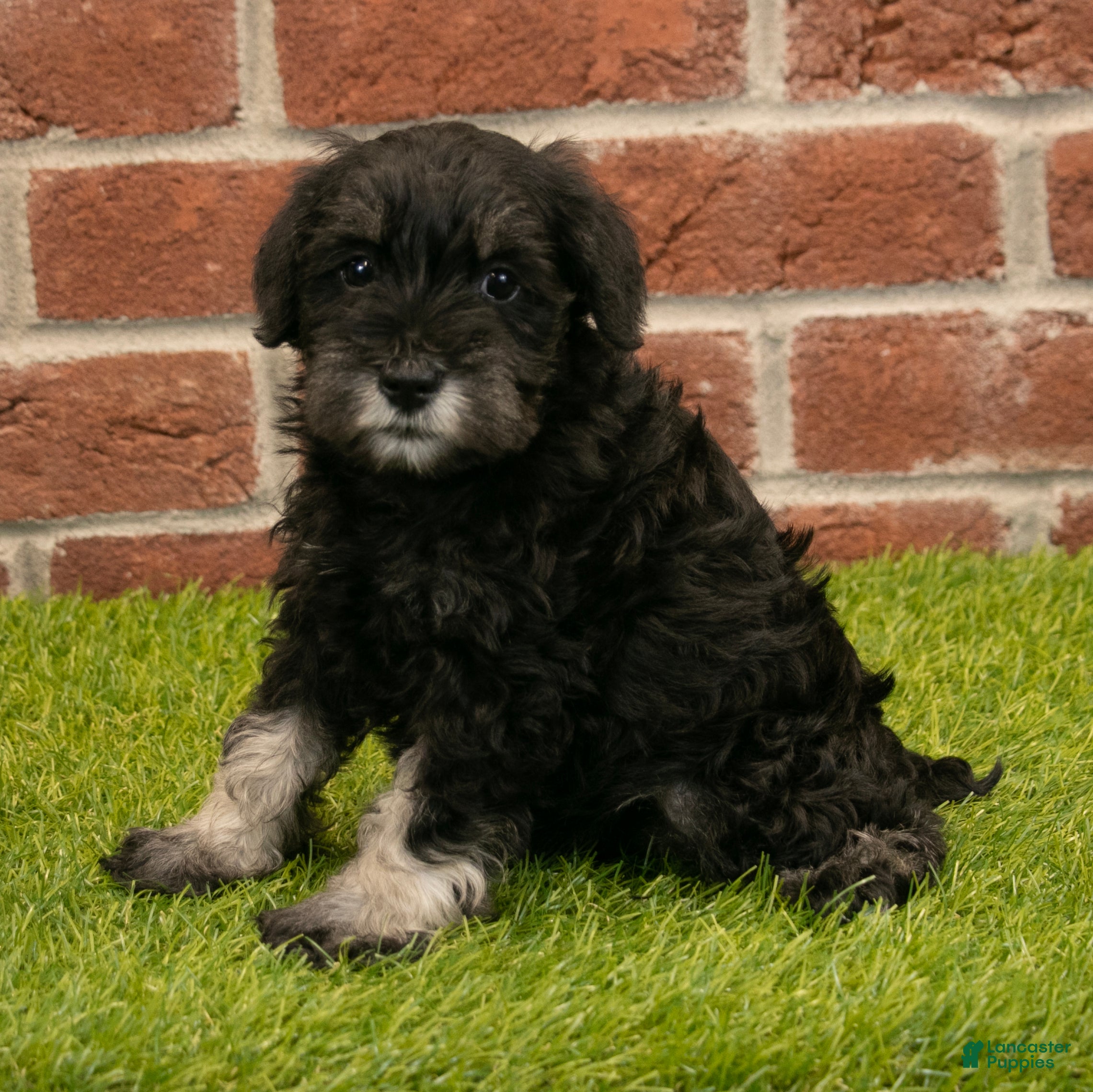 Miniature Schnauzer dogs for sale: Alice - Ad 4