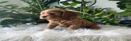 Cavapoo dogs for sale: Dylan - Ad 2