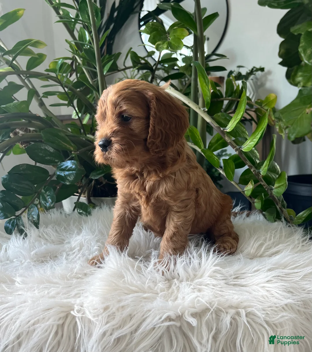 Cavapoo dogs for sale: Dylan - Ad 2