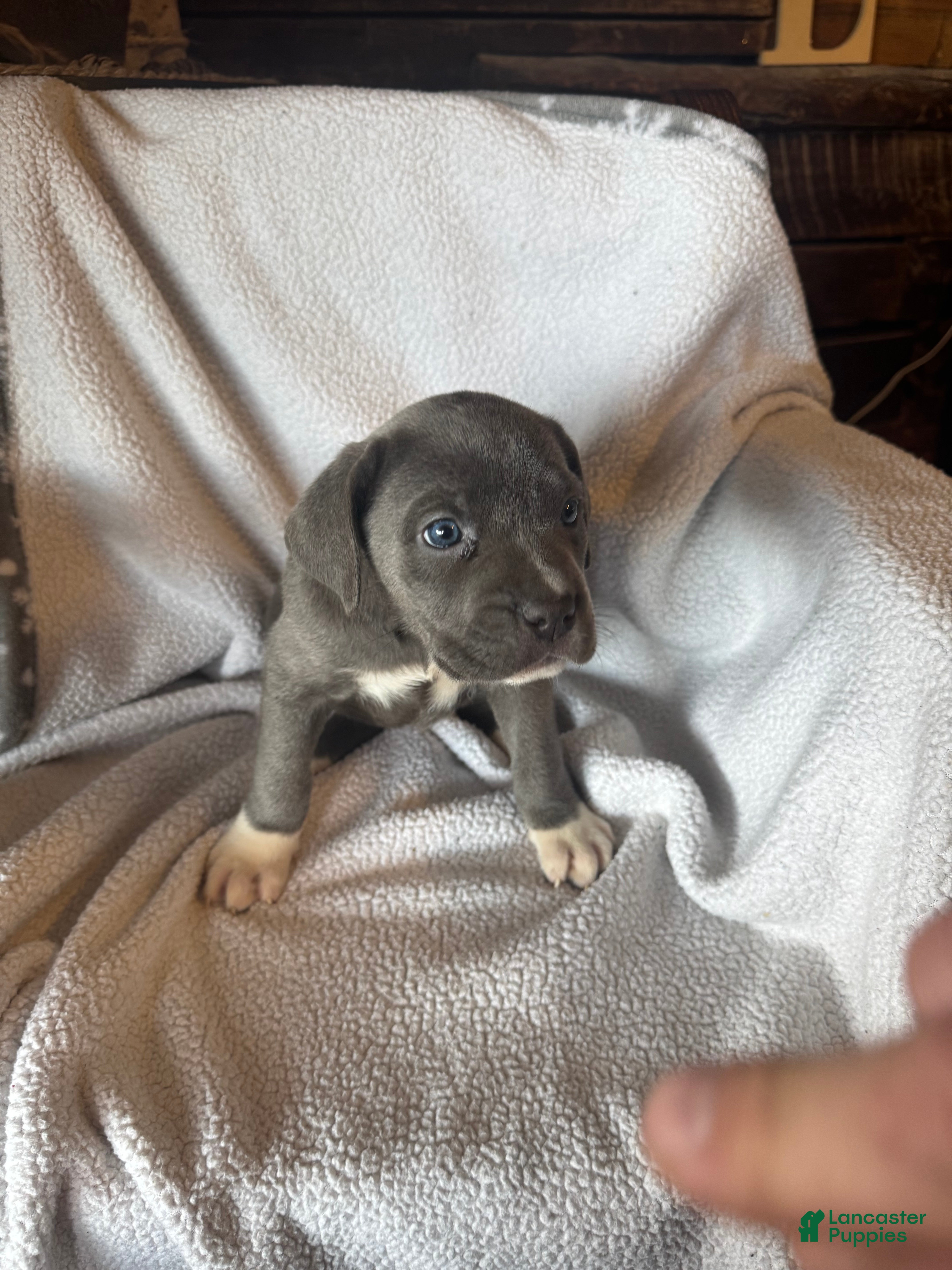 Cane Corso dogs Socks  - Ad 2