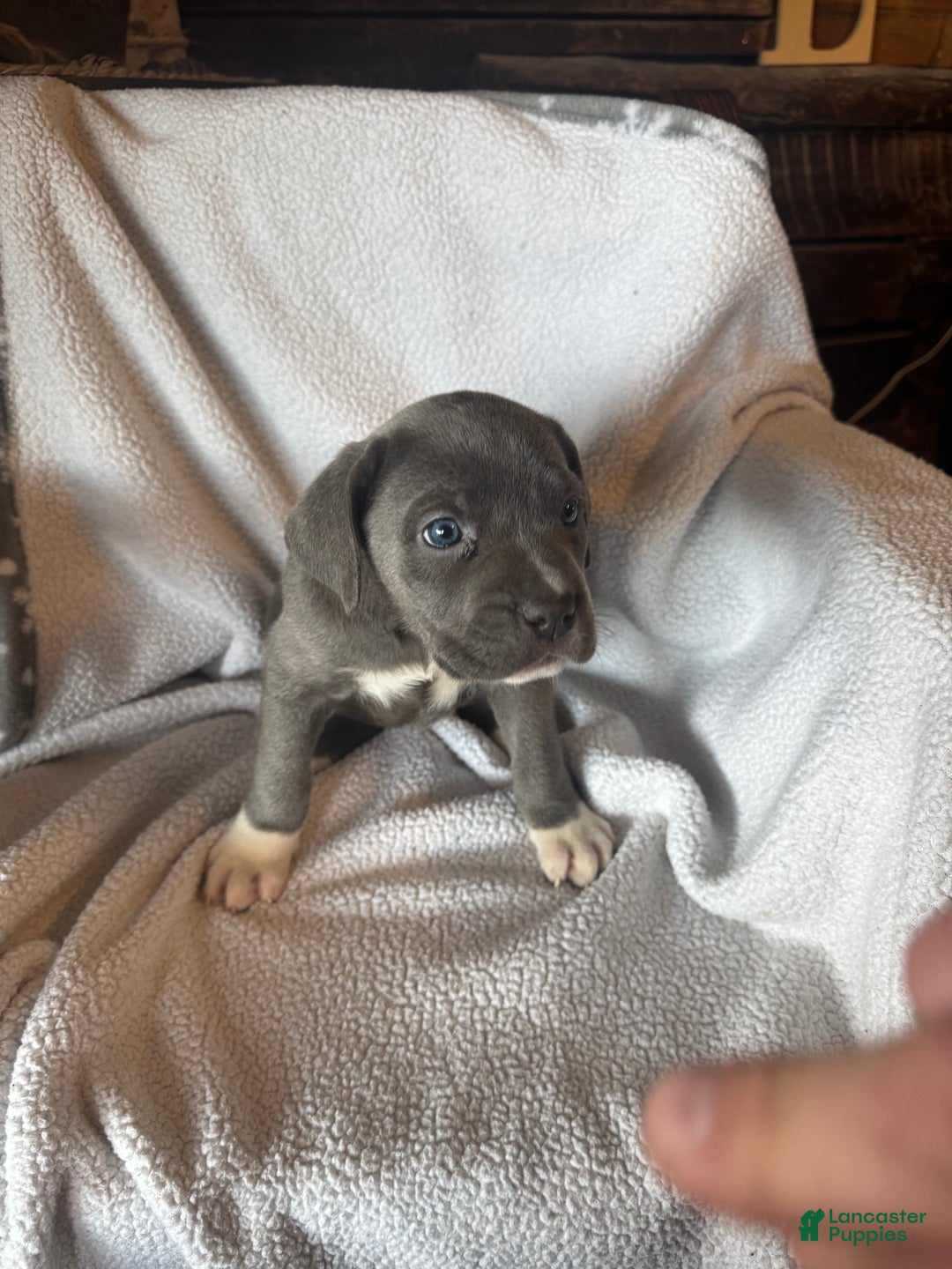 Cane Corso dogs for sale: Socks  - Ad 2