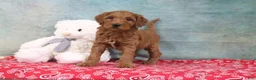 Mini Goldendoodle dogs for sale: Diane - Ad 3