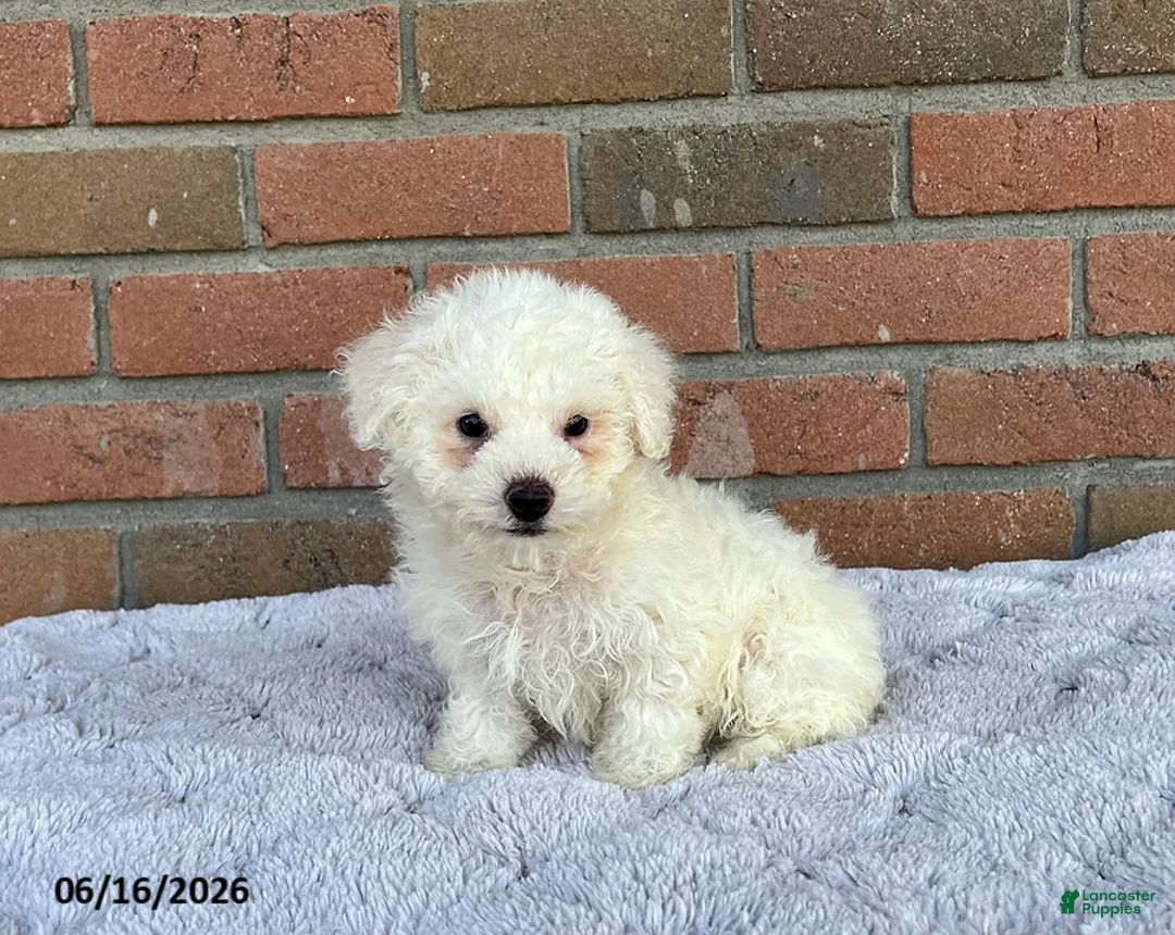 Bichon Frise dogs for sale: Abby - Ad 3