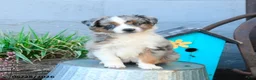 Miniature Australian Shepherd dogs for sale: Wendy - Ad 4