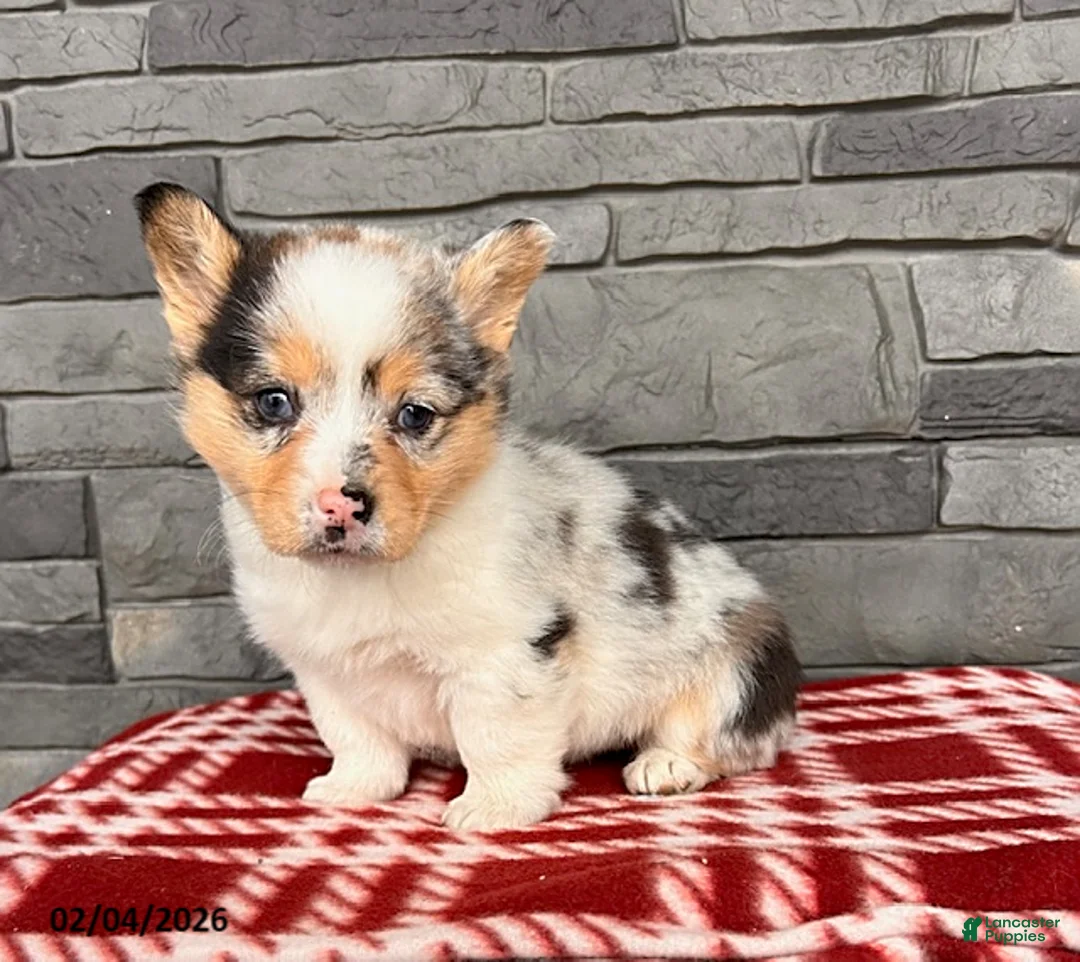 Welsh Corgi Pembroke dogs for sale: Dixie - Ad 2