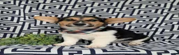 Welsh Corgi Pembroke dogs for sale: Blake - Ad 2