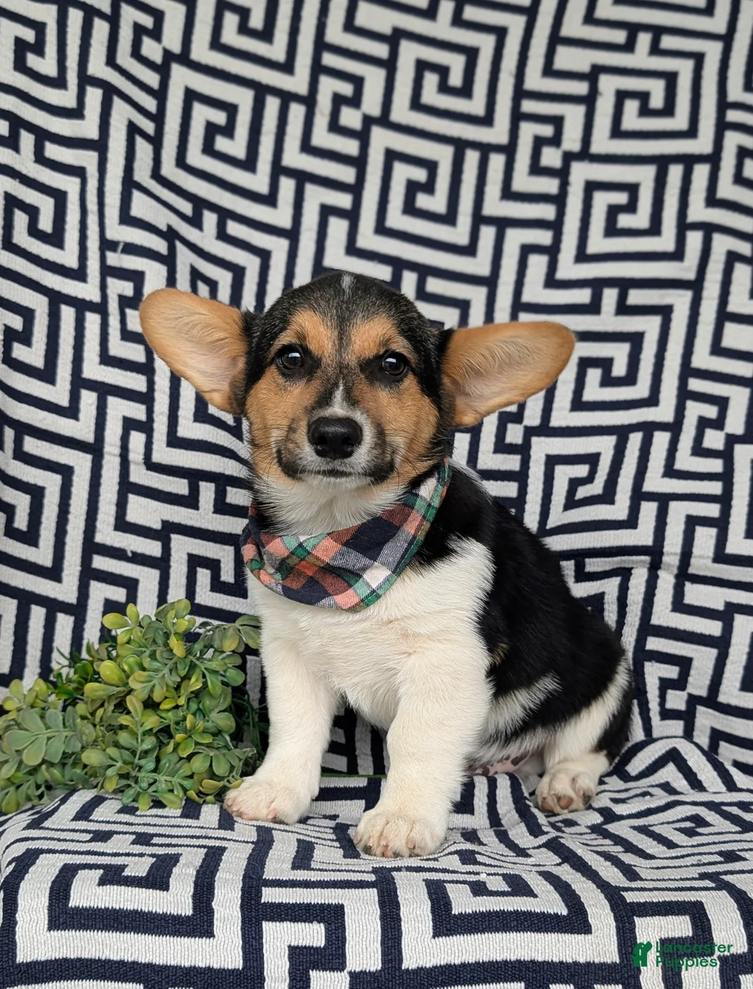 Welsh Corgi Pembroke dogs for sale: Blake - Ad 2