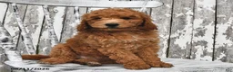 Goldendoodle dogs for sale: Becky - Ad 8