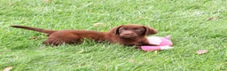 Labrador Retriever dogs for sale: Tootsie - Ad 3
