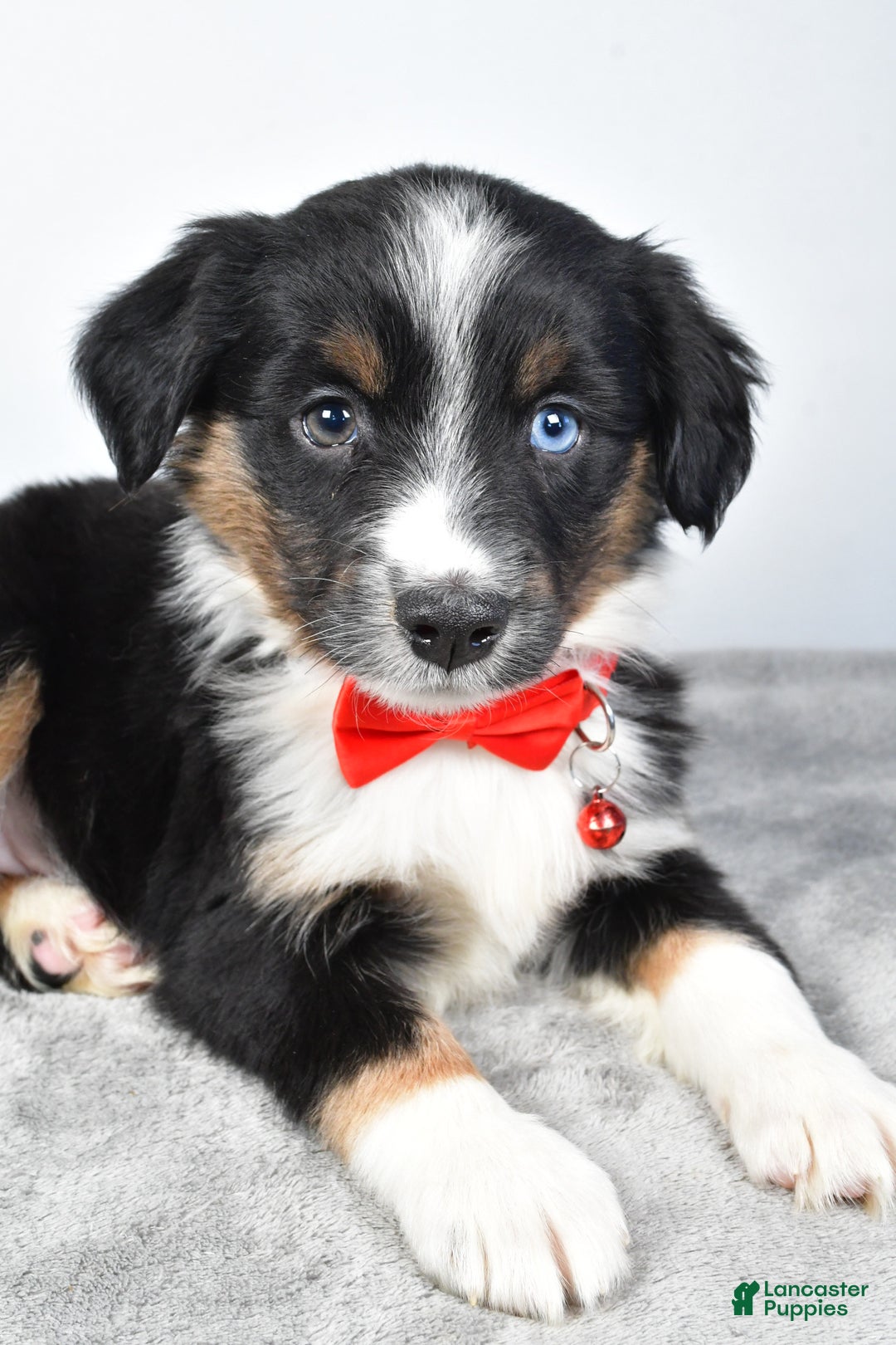 Miniature Australian Shepherd dogs for sale: Rocky - Ad 7