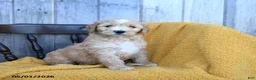 Goldendoodle dogs for sale: Colby Jack - Ad 3
