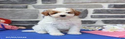 Cavapoo dogs for sale: Raymon - Ad 1