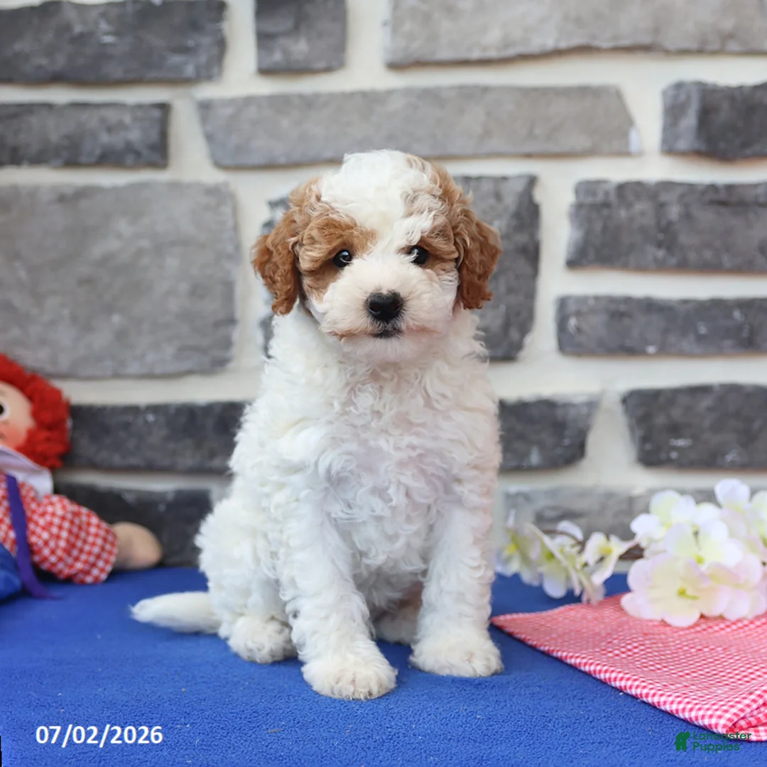 Cavapoo dogs for sale: Raymon - Ad 1