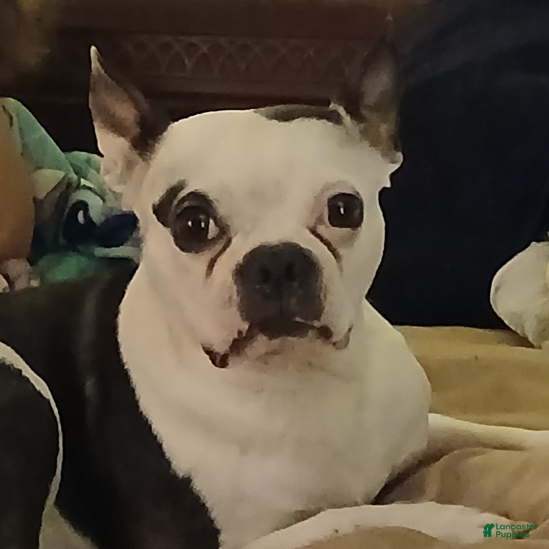 Gallery Image {{count}}