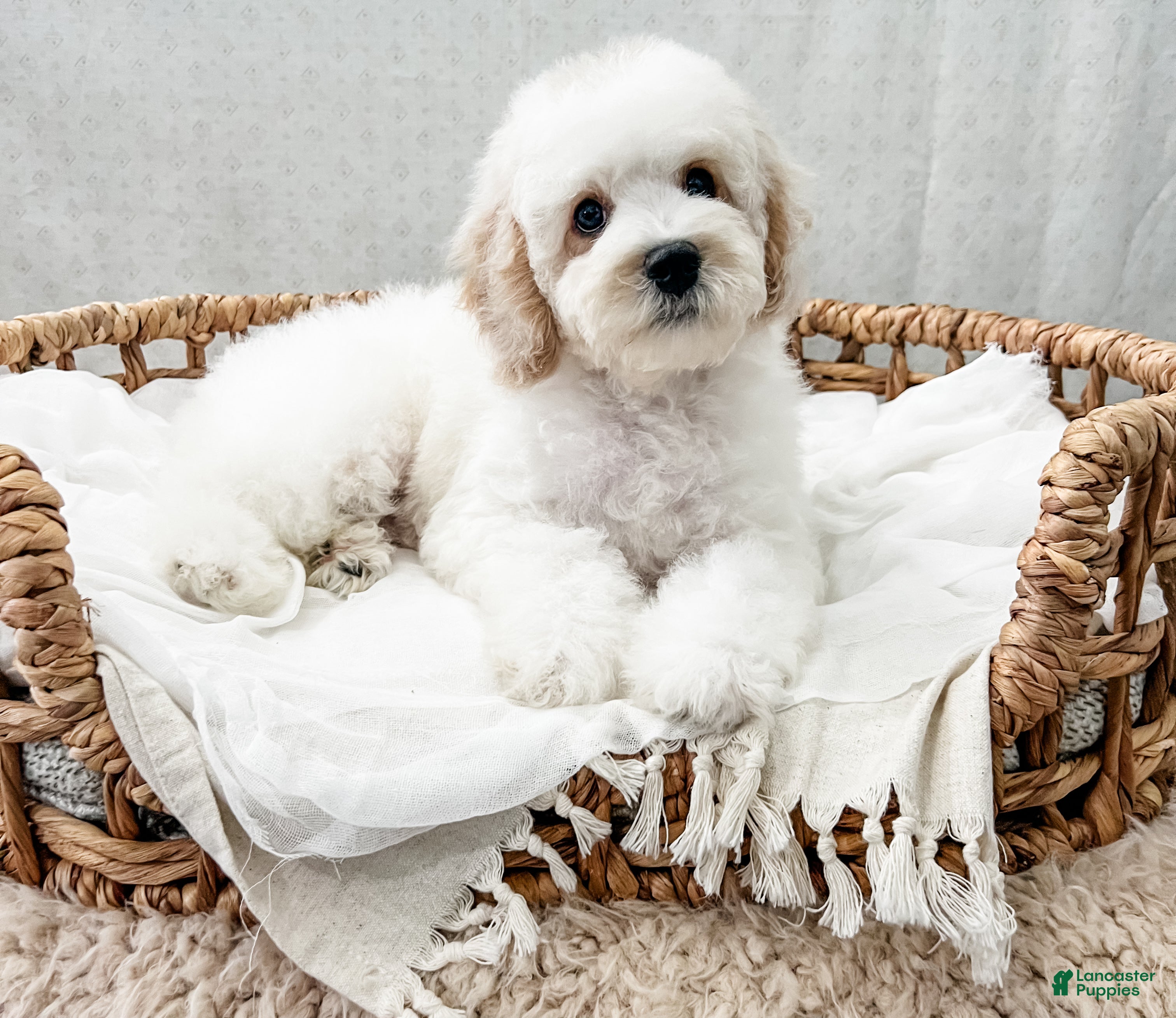 Cavapoo dogs for sale: Scout - Ad 1