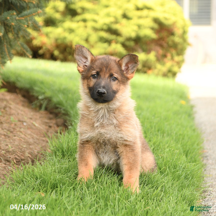 German Shepherd dogs for sale: Diamond - Ad 2