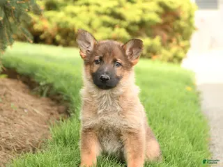 German Shepherd dogs for sale: Diamond - Ad 2