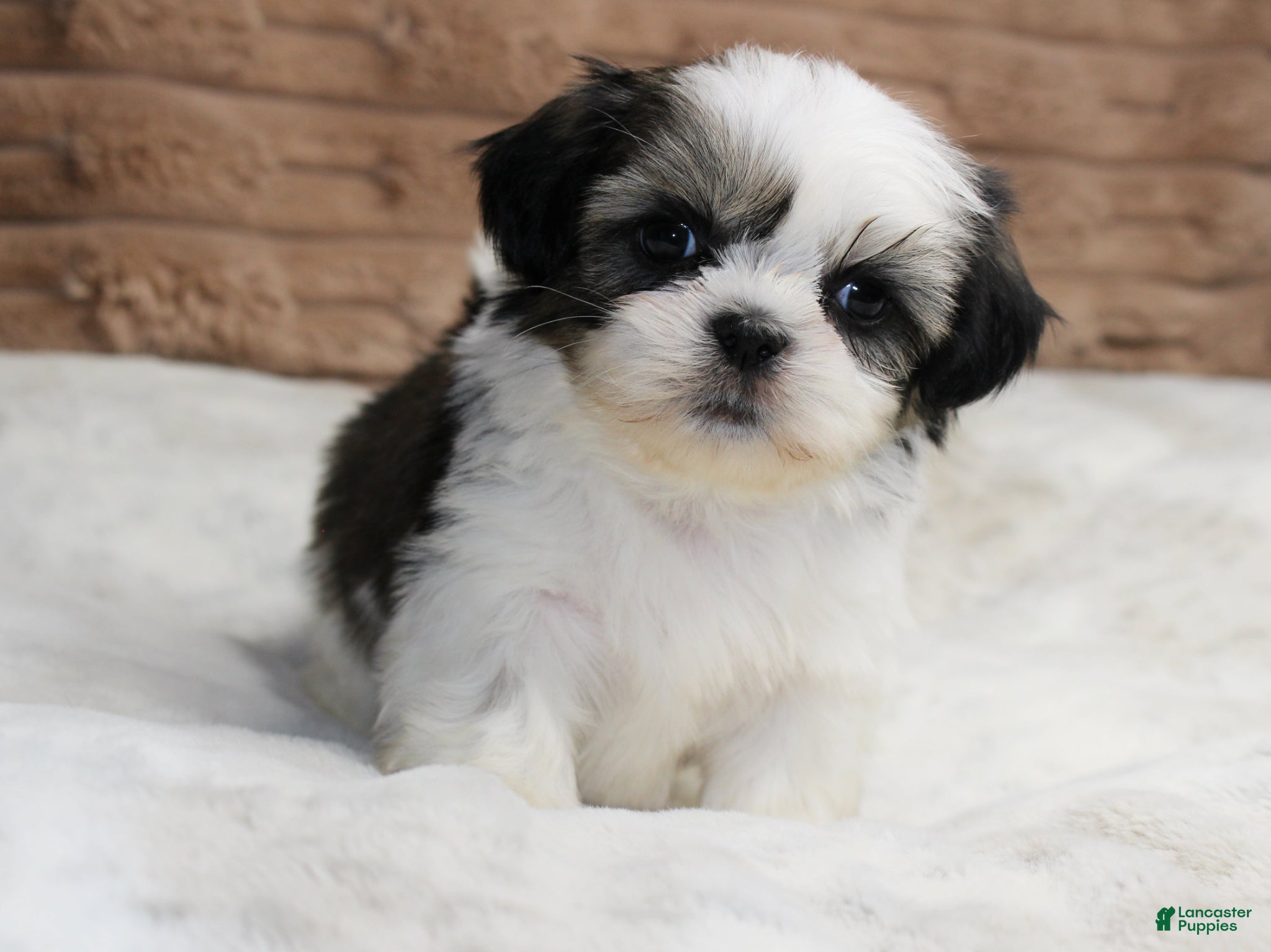 Shih Tzu dogs Zeke - Ad 12