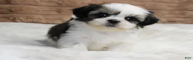 Zeke