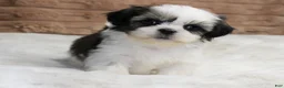 Shih Tzu dogs for sale: Zeke - Ad 1