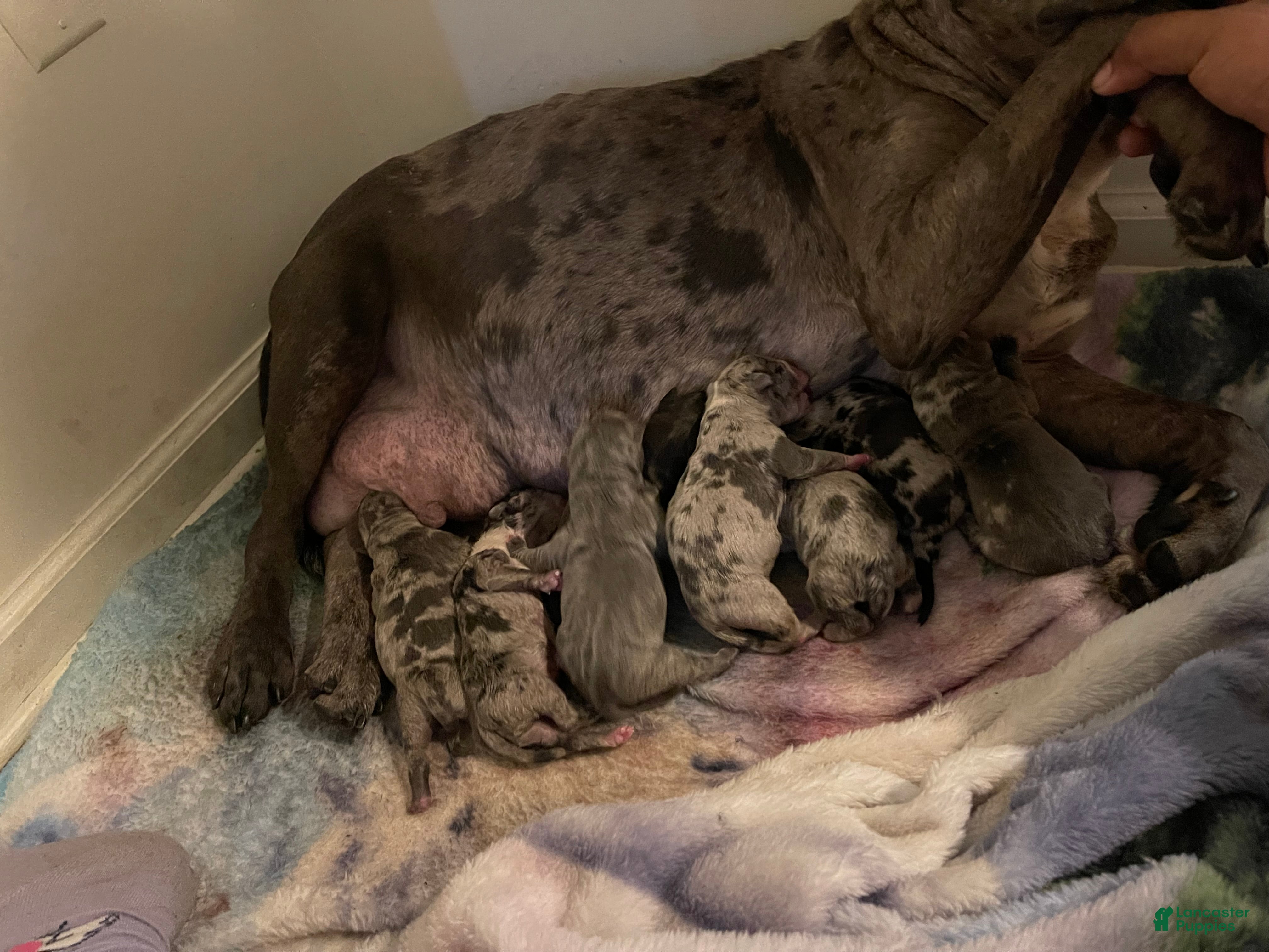 American Bully dogs American Bully Puppy 1 - Ad 33