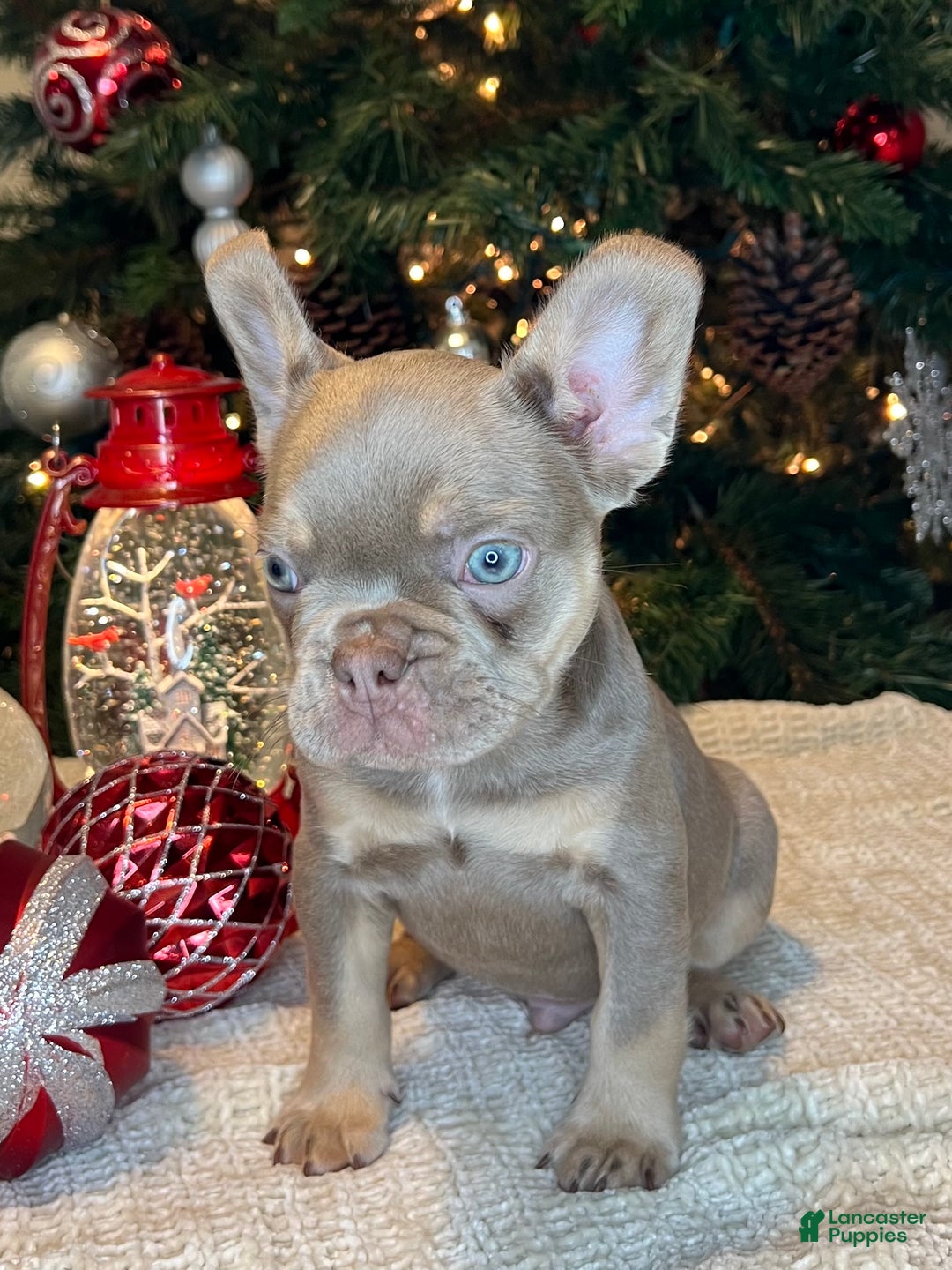 French Bulldog dogs for sale: Ollie Akc - Ad 2