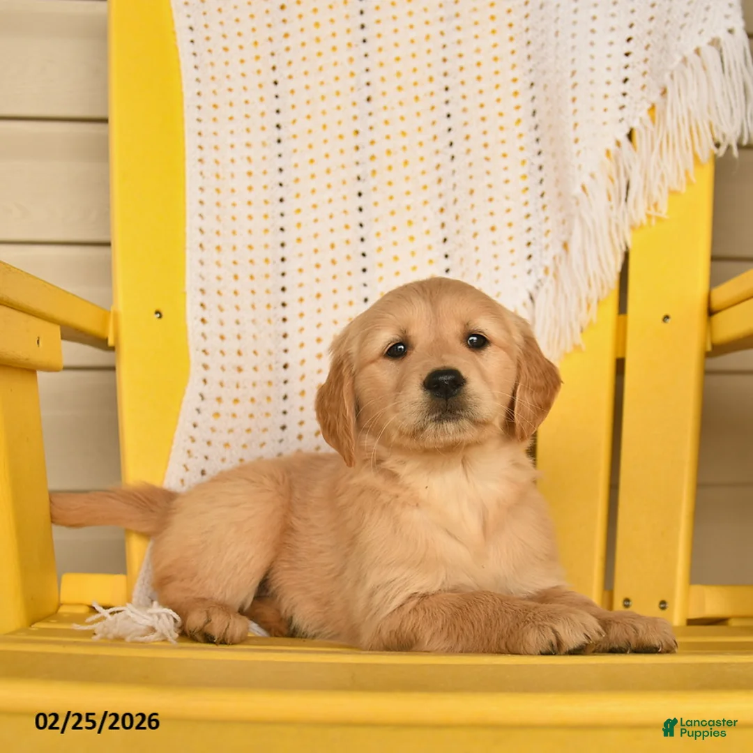 Golden Retriever dogs for sale: Peaches  - Ad 3