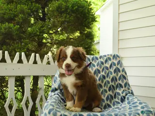 Miniature Australian Shepherd dogs for sale: Dasher - Ad 3