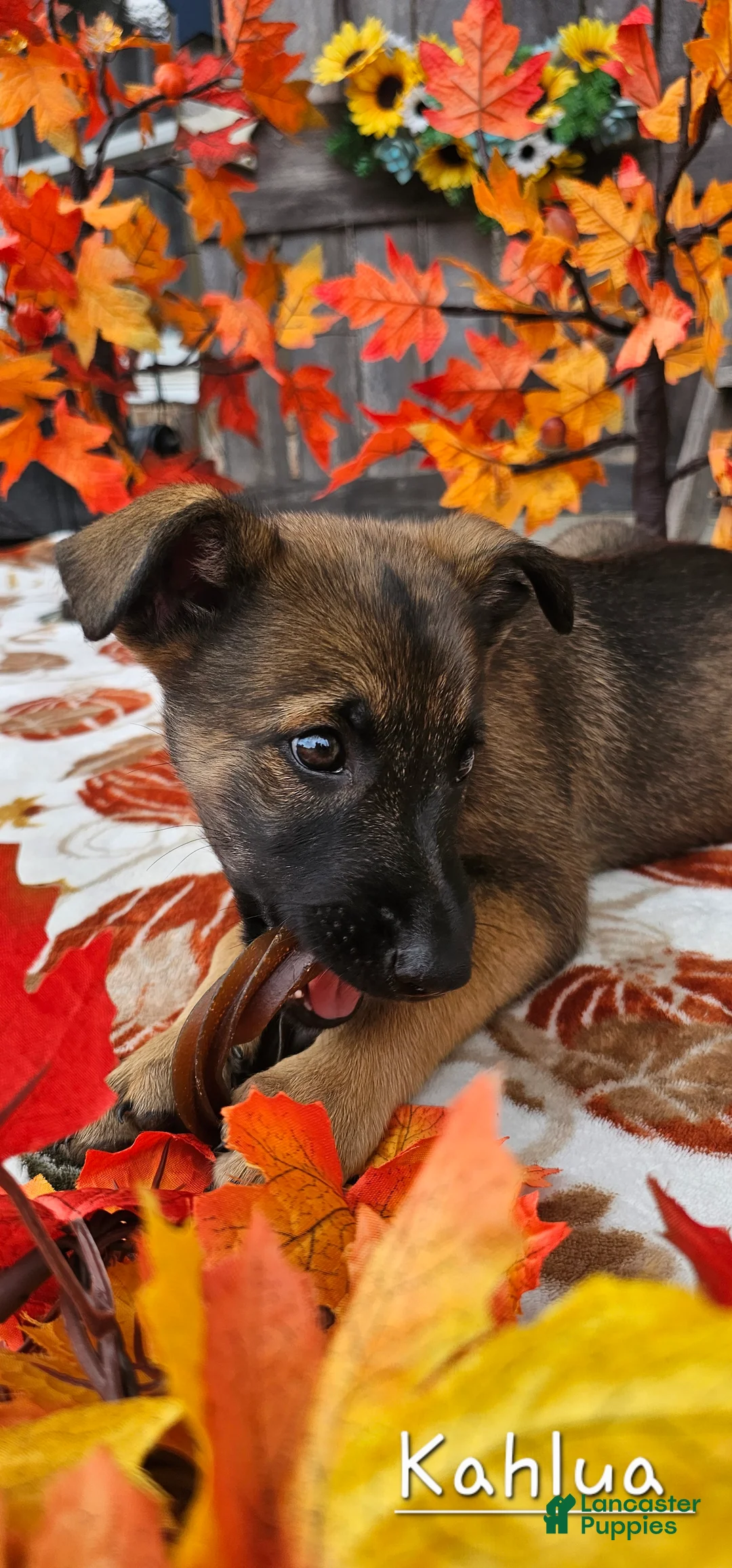 Mixed Breed dogs for sale: Kahlua - Ad 1