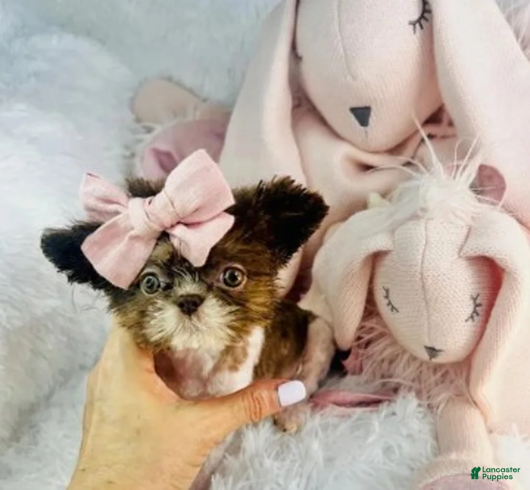 Shih Tzu dogs for sale: Shih Tzu 1 - Ad 1