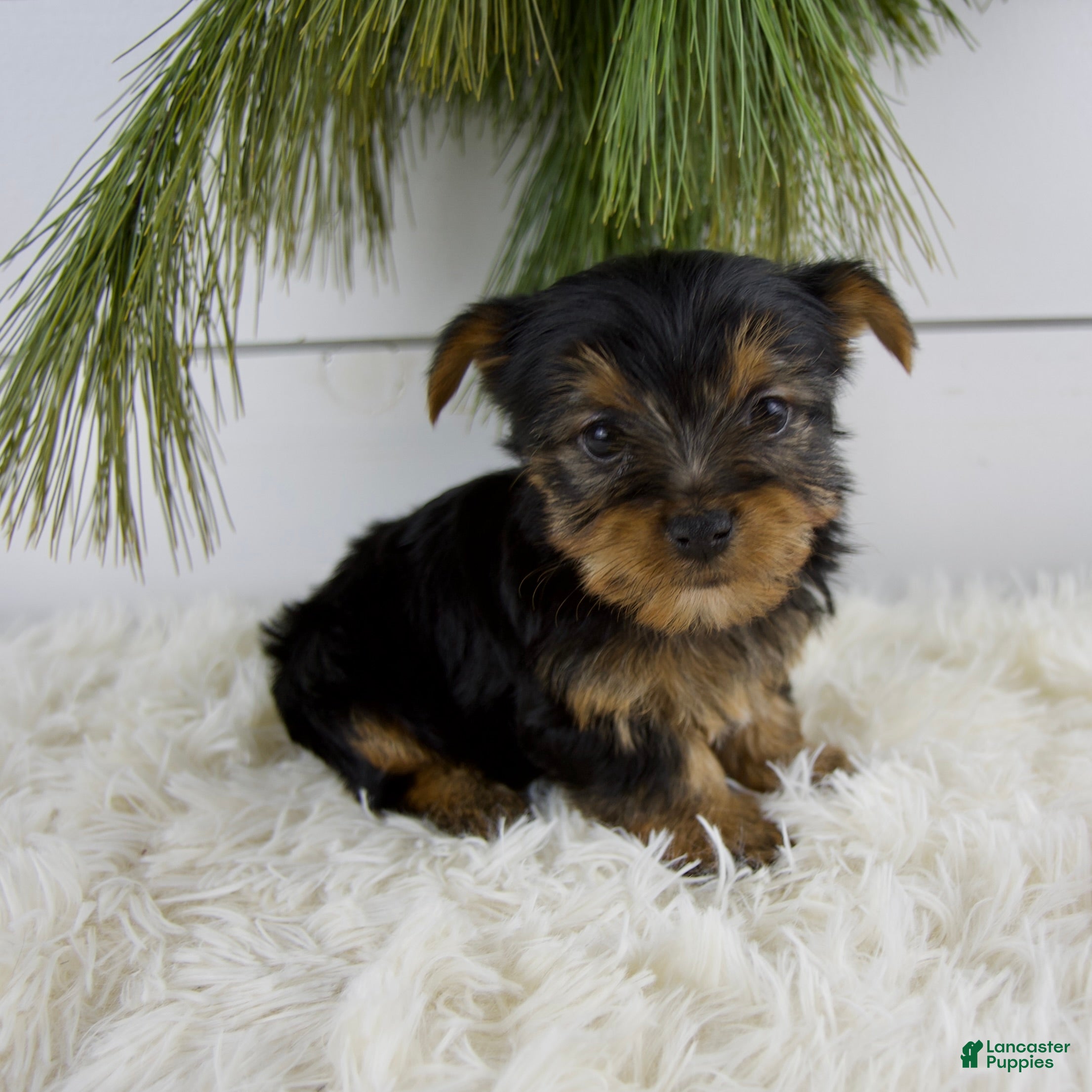 Yorkshire Terrier dogs Cole - Ad 29